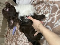 CHİHUAHUA KÖPEĞİMİZE GELİN ADAYI ARIYORUZ