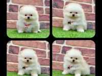 2.5 Aylık Pomeranian Boo ayı surat yavrular