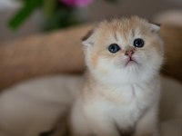 Yuvarlak Hatlı Golden Scottish Fold