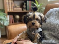 Evinizin neşesi olacak yavru köpekler