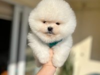 POMERANİAN BOO 2 EFSANE AYICIK