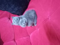 3 adet yavru british shorthair