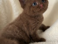British Cinnamon Erkek Yavru