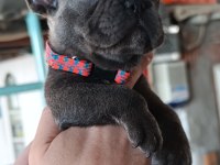 A KALİTE BLUE DİŞİ FRENCH BULLDOG YAVRUM
