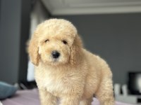 Çeşit Çeşit Labradoodle Bebekler Miyatür Dev