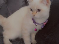5 aylık blue point erkek güzeli british kedimiz yok böylesi