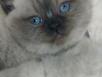 Bebek yüz mavi göz british shorthair