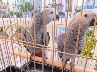 Jako Papağanı Yavrularımız Yeni Ailelerine Gitmeye Hazır