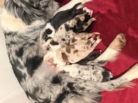 Şampiyon Kan Hattından Border Collie Yavruları!