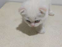 3 aylık scottish fold- chinchilla melezi kedimiz