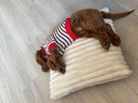 TOY POODLE 3.5 AYLIK DİŞİ