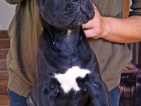Kif/fci şcr belgeli anne altından cane corso yavruları