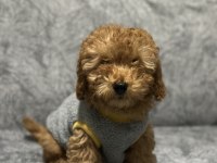 EV ORTAMINDA BÜYÜYEN TOY POODLE YAVRULARIM