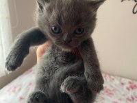 Miniğimize ömürlük yuva arıyoruz british shorthair