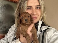 12 yıllık üreticiden maltipoo yavruları
