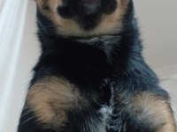 Yerinde duramayan chihuahua