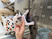 Rezerveye açık pilatinyum French bulldog