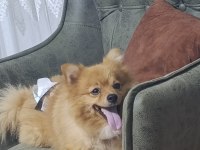 Pomeranian 3 yaşında eğitimli