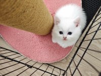 British Shorthair Erkek Yavrular