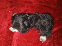 Shih tzu güzeldir iyidir