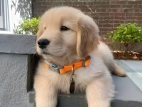 Baby Face Golden Retriever Yavrularımız