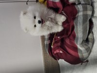 Pomeranian kızımız yeni ailesini arıyor