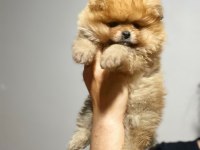 Tea cup teddy bear pomeranian boo oğlumuz