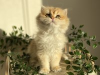 Ny12 british longhair