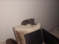 British shorthair yavru