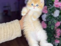 Safkan british longhair ve shorthair yavrularım