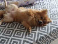 Dişi Pomeranian