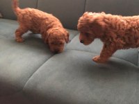 red brown toy poodle
