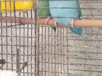 2 çift forpus papağanları yavrudan eşleme