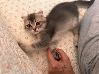 SCOTTİSH FOLD YAVRU KEDİLERİMİZ