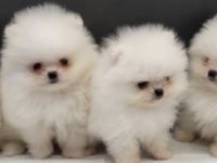Pomeranian Boo Köpekler