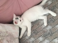 Sevecen oyuncu british longhair ketçap yuva arıyor