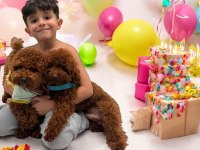 Toypoodle sevimli yavrular ruhsatlı çiftlik 
