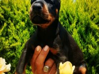 S400 FÜZESİ DOBERMAN PANTERLER