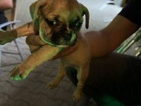 Safkan french bulldog