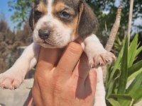 Irk ve sağlık garantili beagle yavrular