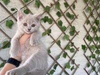 Bicolor ve Lilac British bebeklerim
