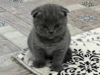 Scottish Fold British