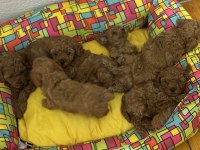Teacup Toy Poodle