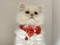 British bembeyaz ve tabby yavrular