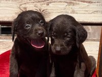 Labrador yavrularımız 