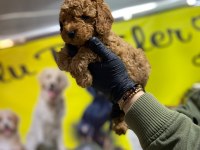 TOY POODLE DÜNYASI