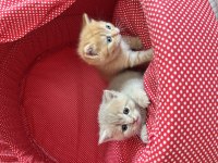 British shorthair sarı 3 aylık