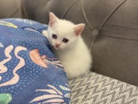 Beyaz bebek british shorthair