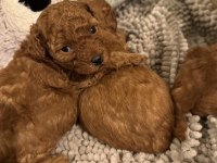 Toy Poodle Yavrular