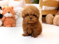 İSTANBULUN STAR BEBEKLERİ TOY POODLE